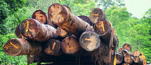 榮興原木家裝定制 雙11匠心鉅惠，尊享自然品質生活