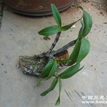 奇根共舞，古木相依 品鑒粗壯精品野生翅梗石斛的盆景藝術