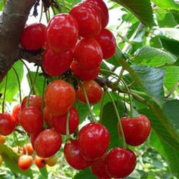 匠心傳承，綠意盎然 探訪山東泰安開發區森林木苗木中心盆景藝術