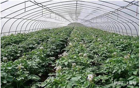 科技賦能，高效栽培 產量倍增、上市提前的盆景蔬菜種植新模式